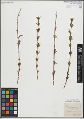 Foto von Salix purpurea L.